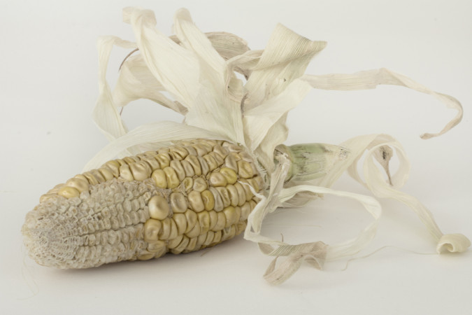 Corn 1